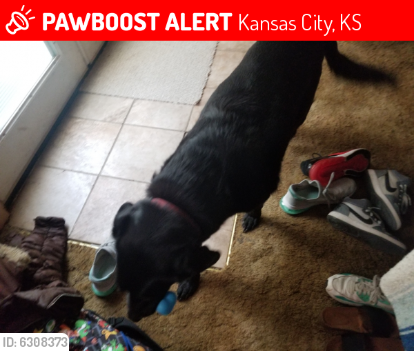 Lost Male Dog in Kansas City, KS 66104 Named Jakes (ID: 6308373) | PawBoost