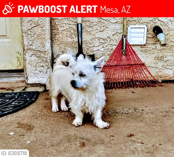 Lost Female Dog last seen Center & Mclellen, Mesa, AZ 85201