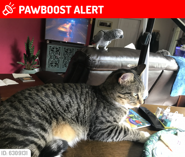 Lost Male Cat last seen Ironwood  diamond , Apache Junction, AZ 85120