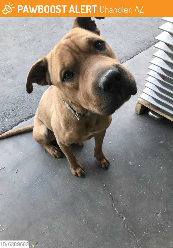Rehomed Male Dog last seen Near E Boston Circle, Chandler, AZ , Chandler, AZ 85225