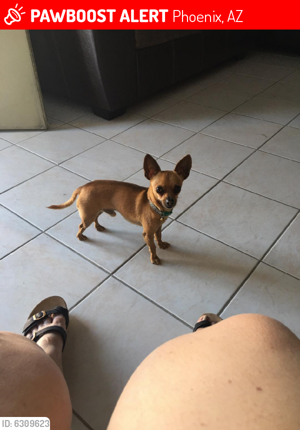 Lost Male Dog last seen 31st Ave and cactus, Phoenix, AZ 85029