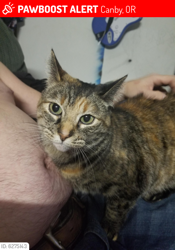 Lost Female Cat last seen Locust street park, half a block away from fred Meyers fuel station , Canby, OR 97013