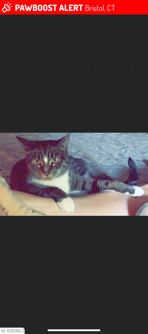 Lost Female Cat last seen Hollyberry Road, Chippens Hill, Georges Terryville Market, Bristol, CT 06010