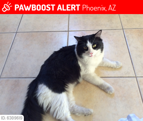 Lost Male Cat last seen 15th ave and Baseline, Phoenix, AZ 85041