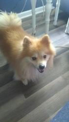 Lost Male Dog last seen Near Byck Avenue, Savannah, GA 31404