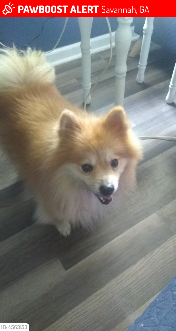 Lost Male Dog last seen Near Byck Avenue, Savannah, GA 31404