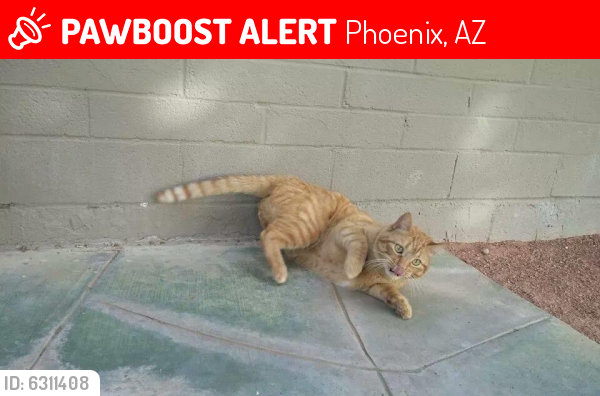 Lost Male Cat last seen 7th st and thomas, Phoenix, AZ 85008