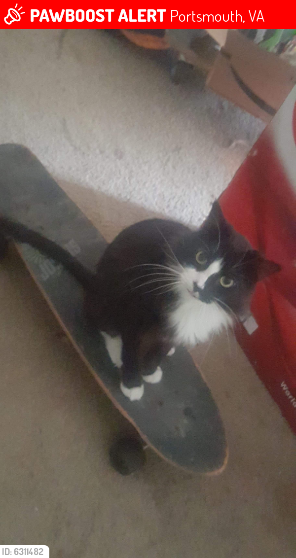 Lost Male Cat last seen BP and dollar general, Portsmouth, VA 23703