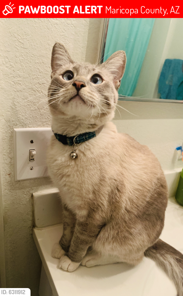 Lost Male Cat last seen Signal butte and Broadway , Maricopa County, AZ 85208