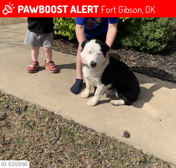 Lost Male Dog last seen Highway 62, Fort Gibson, OK 74434