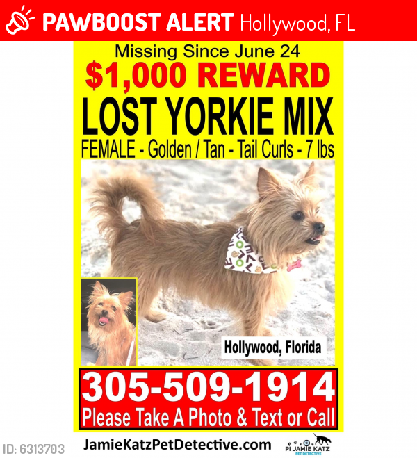 Lost Female Dog last seen Near Avenue , Hollywood, FL 33020