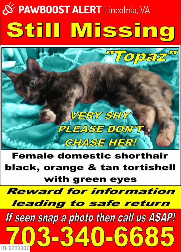 Lost Female Cat last seen Pinecrest Vista Drive and Little River Turnpike, Lincolnia, VA 22312