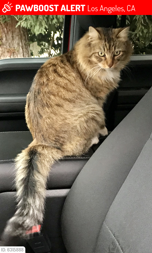 Lost Male Cat last seen Irvine and Collins, Los Angeles, CA 91601