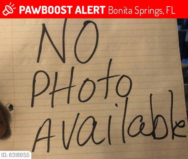 Lost Female Cat last seen San Antonio and Eldorado blvd, Bonita Springs, FL 34134