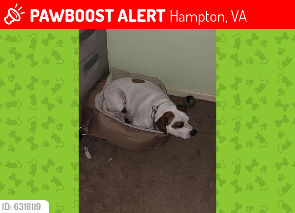 Lost Male Dog last seen Fairfield Blvd , Hampton, VA 23669