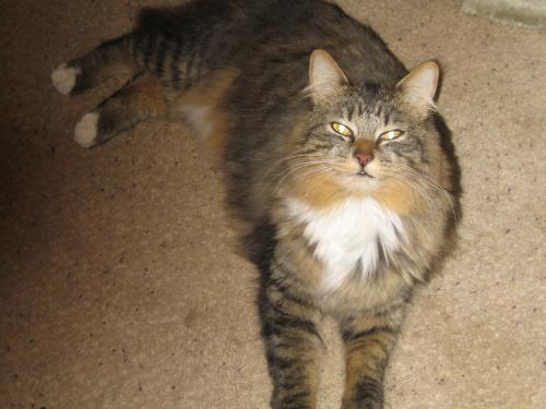 Lost Male Cat last seen Edmonds Street & 12th Ave., Edmonds, Edmonds, WA 98020