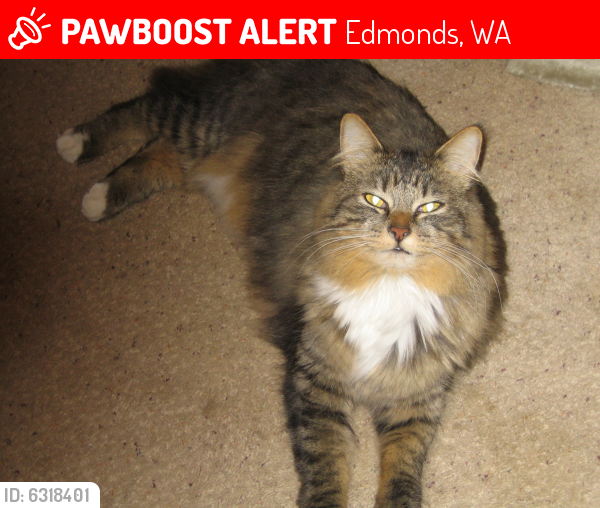 Lost Male Cat last seen Edmonds Street & 12th Ave., Edmonds, Edmonds, WA 98020