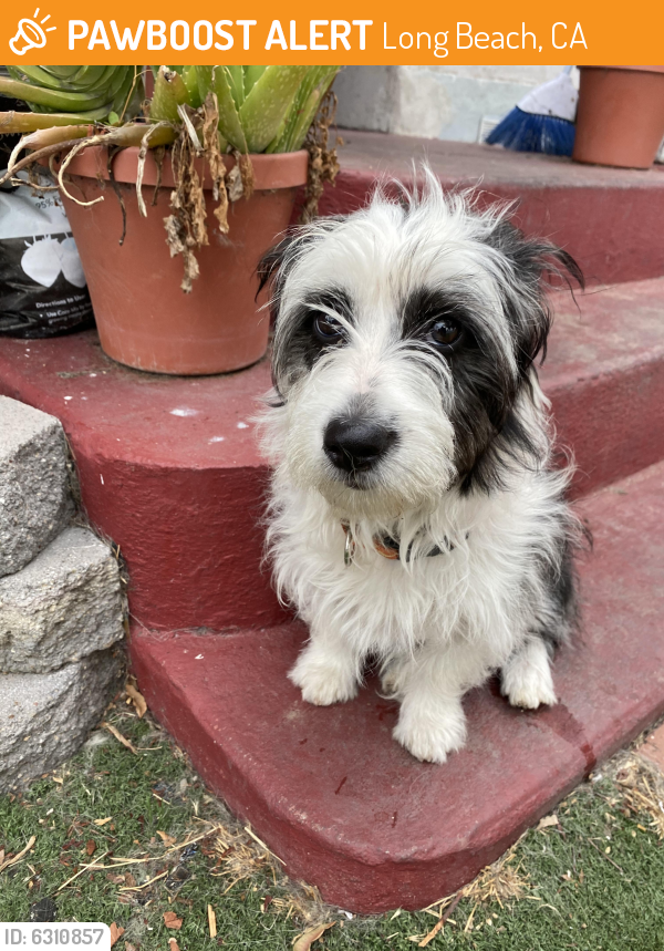 Found/Stray Female Dog last seen Pch and Magnolia in Long Beach, Long Beach, CA 90806