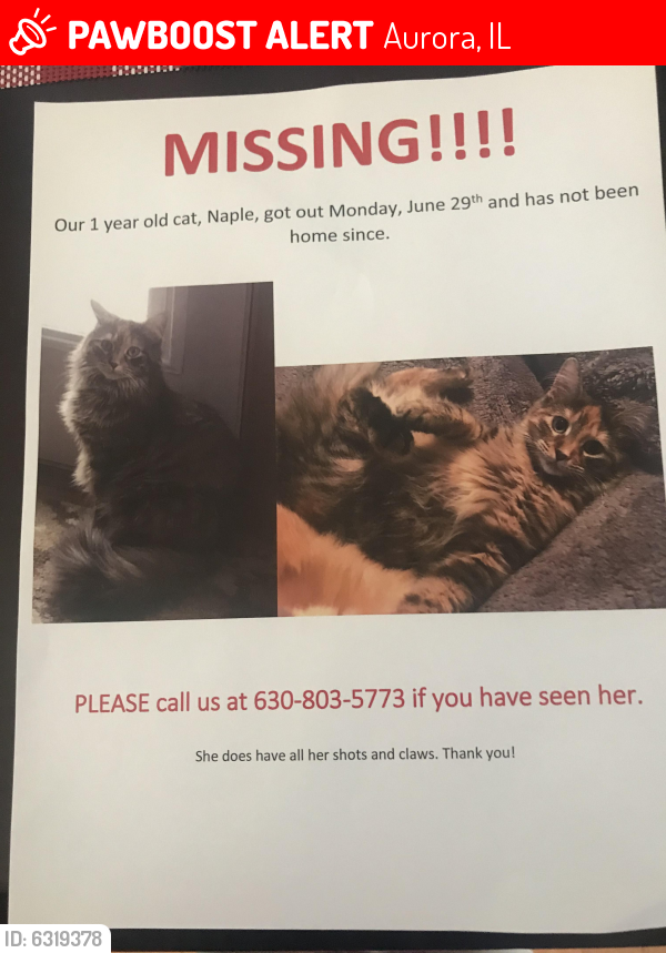 Lost Female Cat last seen Wyndham ct, Aurora, IL 60504