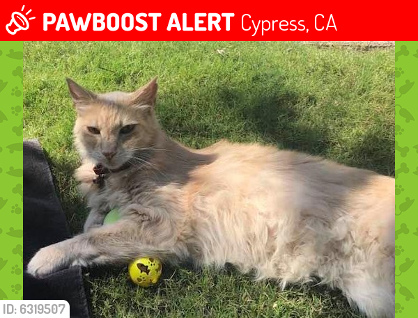 Lost Male Cat last seen James Alan Street & Lawrence Drive, Cypress, CA, Cypress, CA 90630