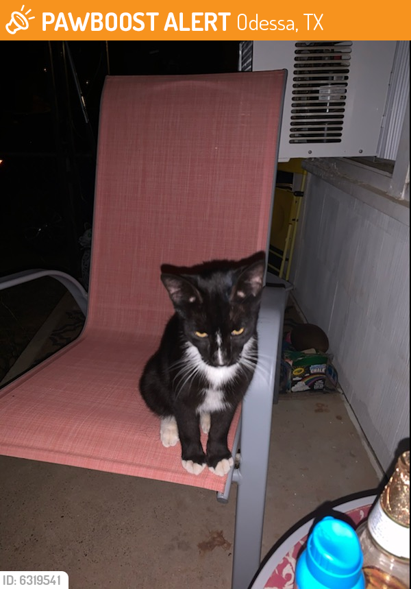 Rehomed Male Cat last seen Dixie & 21st , Odessa, TX 79761