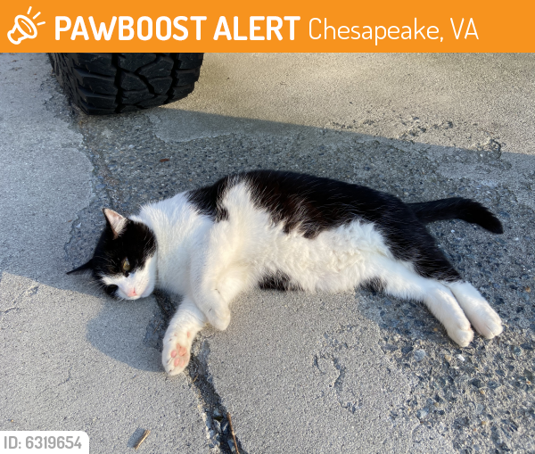 Found/Stray Unknown Cat last seen Logans Mill, Chesapeake, VA 23320
