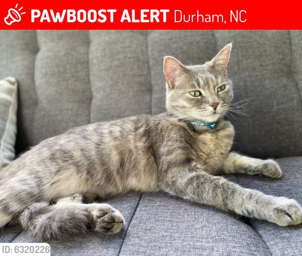 Lost Female Cat last seen Hawthorne Dr and Cole Mill Rd, Durham, NC 27712