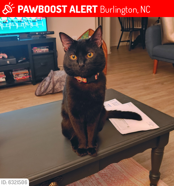 Lost Male Cat last seen Highway 49, Burlington, NC 27217