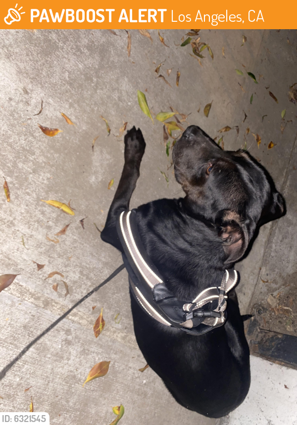 Found/Stray Female Dog last seen 22nd st and Ellendale pl., Los Angeles, CA 90007