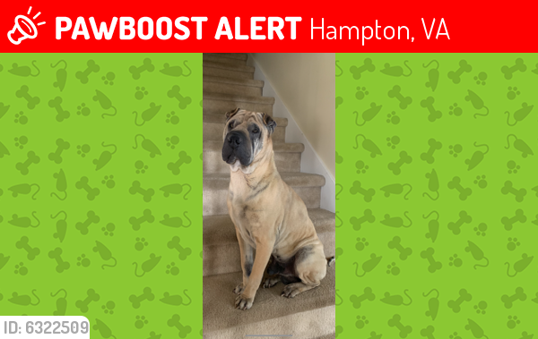 Lost Male Dog last seen W queen st, Hampton, VA 23669