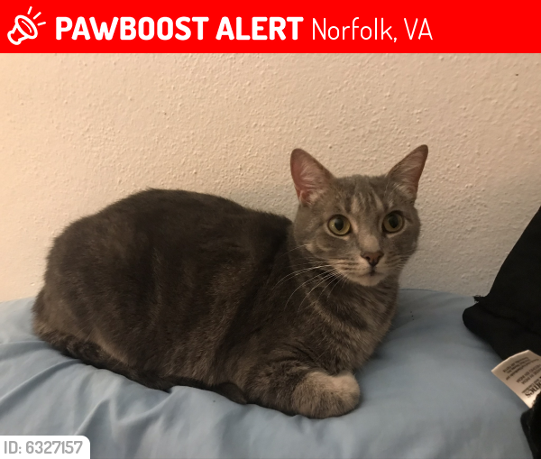 Lost Female Cat last seen 12th View on Willoughby Spit, Norfolk, VA 23503