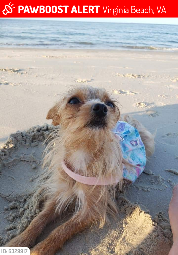 Lost Female Dog last seen Soap n Suds on Rosemont , Virginia Beach, VA 23452