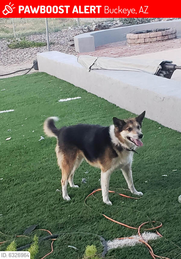 Lost Female Dog last seen Rainbow Rd. and Gibson Ln., Buckeye, AZ 85326