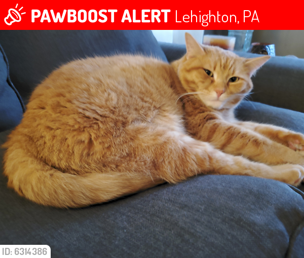 Lost Male Cat last seen Rt 209 & Stable Rd in Towamensing Township, Lehighton, PA 18235