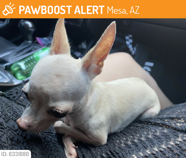 Rehomed Female Dog last seen Broadway Rd and Stapley Dr, Mesa, AZ 85206