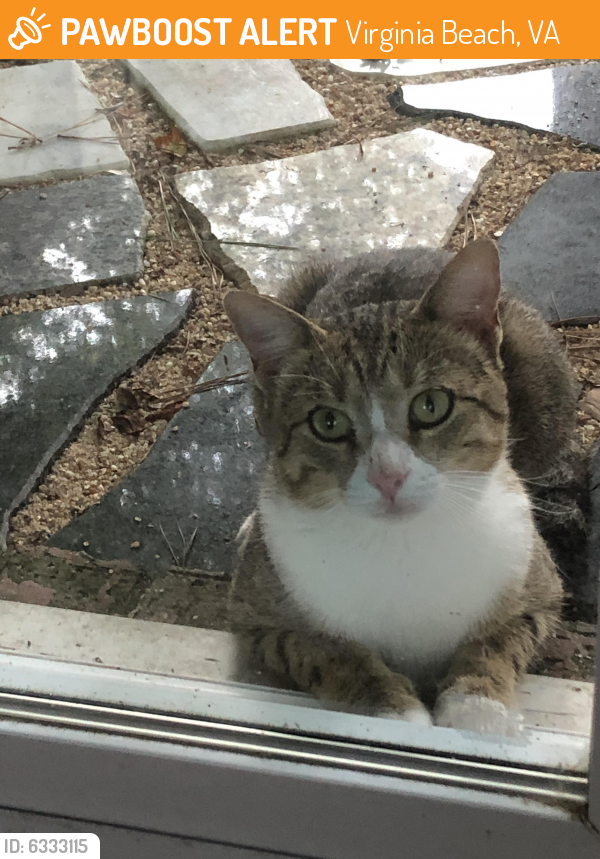 Found/Stray Male Cat last seen London Bridge Road, Virginia Beach, VA 23454