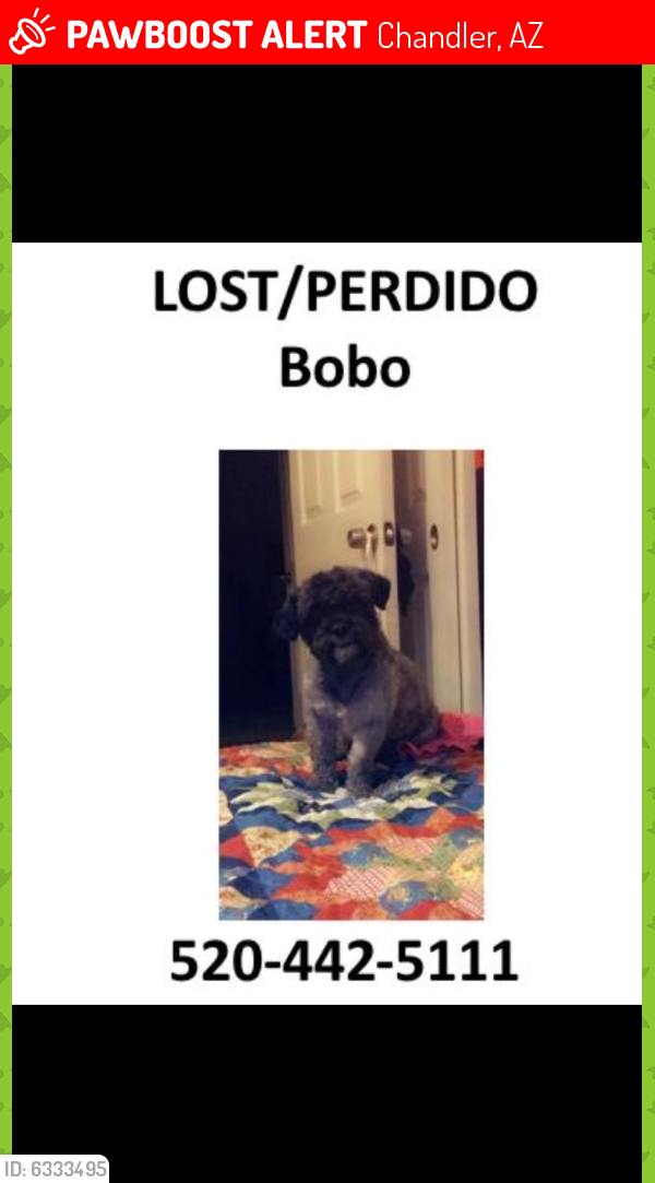 Lost Male Dog last seen Chandler boulevard and Fresno Street Chandler Arizona, Chandler, AZ 85225