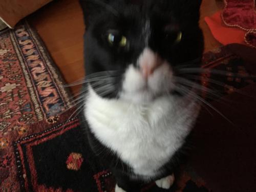 Lost Male Cat last seen Montecito School, Burnaby, BC V5A 1R5