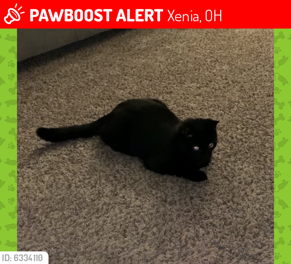 Lost Male Cat last seen Indian Ripple Rd and Factory Rd, Xenia, OH 45385