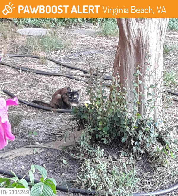 Found/Stray Unknown Cat last seen South Blvd. Behind Mount Trashmore , Virginia Beach, VA 23452