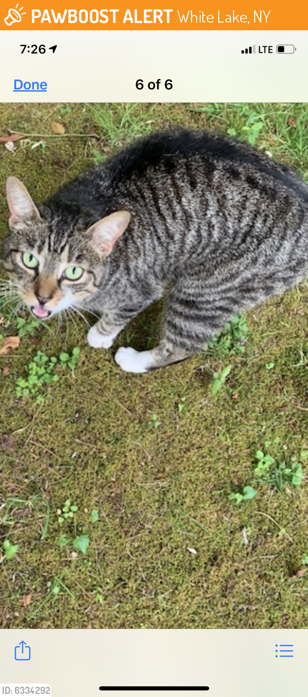 Rehomed Unknown Cat last seen 17B & 55, White Lake, NY 12786