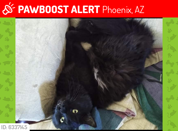 Lost Male Cat last seen Cambridge and 16th St, Thomas road, Phoenix, AZ 85016