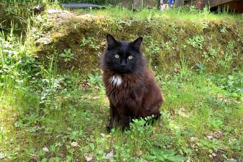 Lost Male Cat last seen Parkside Drive, Hayward, CA 94542
