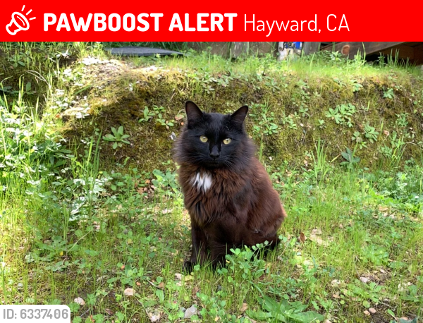 Lost Male Cat last seen Parkside Drive, Hayward, CA 94542