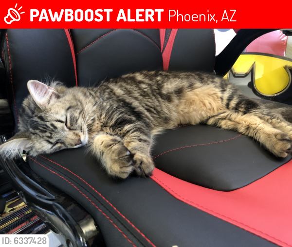 Lost Female Cat last seen 19th ave and Sweetwater, Shaw nite mountain, , Phoenix, AZ 85029