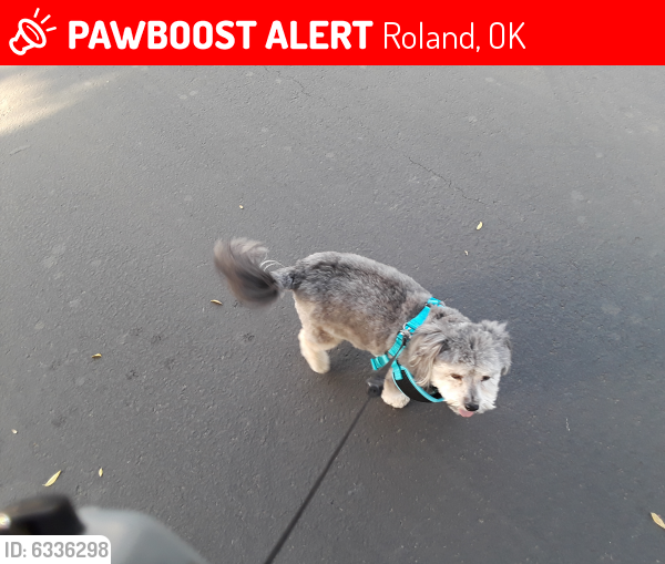 Lost Male Dog last seen Near West Ray Fine Blvd, Roland, OK 74954 at Interstate Inn, near I-40, Roland, OK 74954
