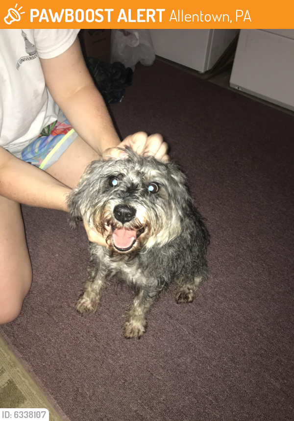 Found/Stray Male Dog last seen Tilghman st and college heights Blvd, Allentown, PA, Allentown, PA 18104