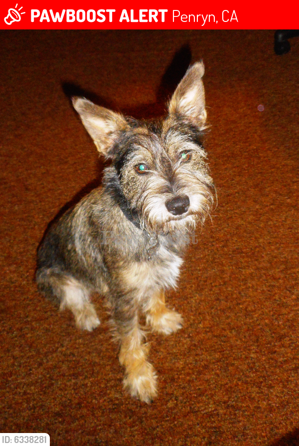 Lost Male Dog last seen Butler Road, Butler Circle, Penryn, CA 95663