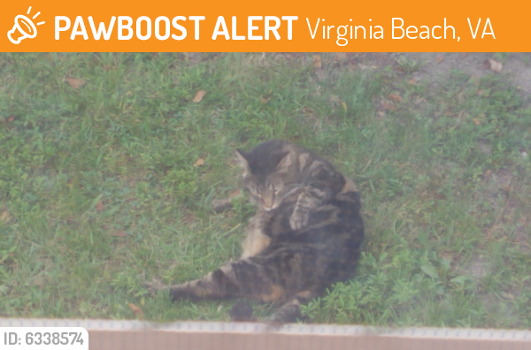 Surrendered Unknown Cat last seen Near Boxford Rd., Virginia Beach, VA 23456