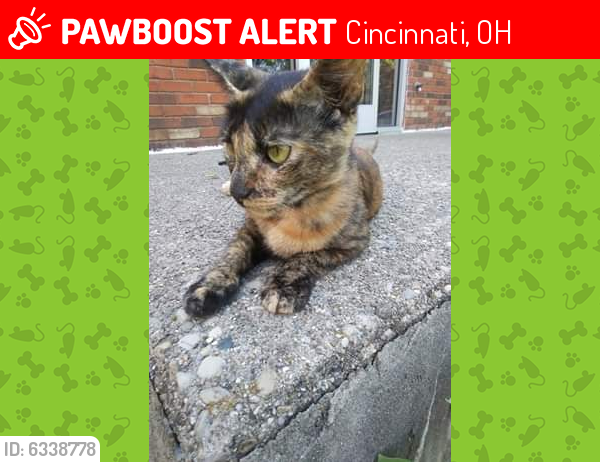 Lost Female Cat last seen Colerain, Cincinnati, OH 45239